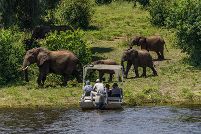 View of elephant in the forest