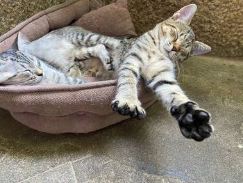 High angle view of cat sleeping