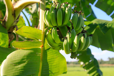 Close-up of banana tree