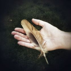 Close-up of hand holding plant