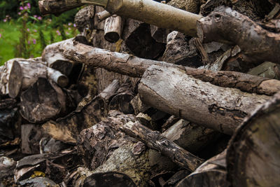 Close-up of logs on wood in forest