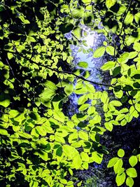 Close-up of green leaves floating on water