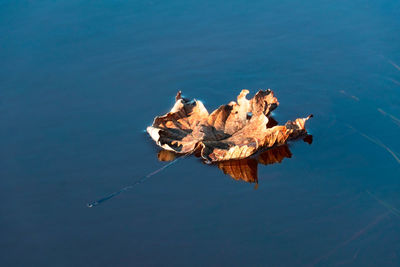 High angle view of dry leaf floating on water