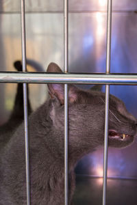 Close-up of cat in cage