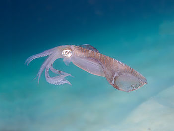 Close-up of fish swimming in sea