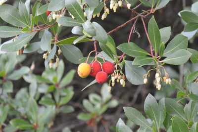 Low angle view of lychees growing on tree