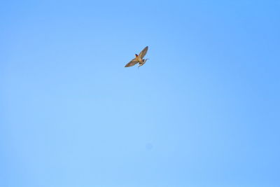 Low angle view of bird flying against clear blue sky