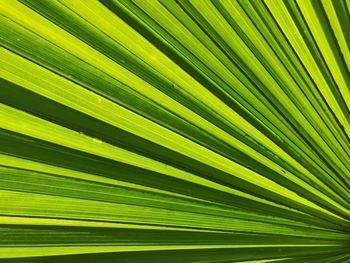 Full frame shot of palm leaves