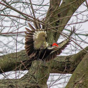 Low angle view of bird perching on branch