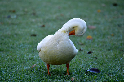 Close-up of swan on field