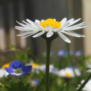 Close-up of white daisy blooming outdoors