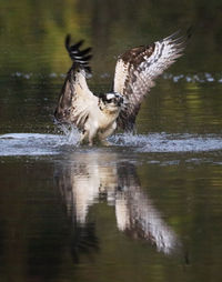 View of birds in lake