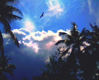 Low angle view of silhouette coconut palm trees against sky