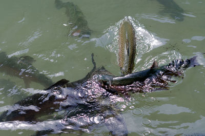 High angle view of turtle swimming in water