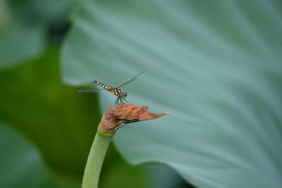 Close-up of insect on leaf