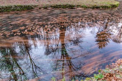 Reflection of trees in lake