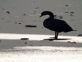 Bird perching on shore at beach