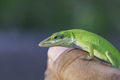 Close-up of a lizard on a hand