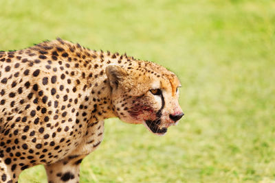 Close-up of a cat