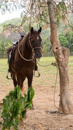 Horse standing in a tree