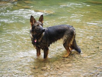 Black dog standing in a lake