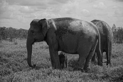 View of elephant on field