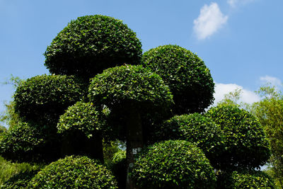 Close-up of plants against sky