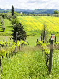Scenic view of agricultural field