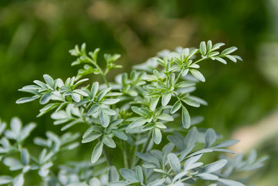 Close-up of white flowering plant