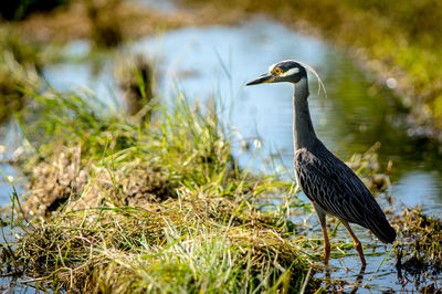 High angle view of gray heron in lake