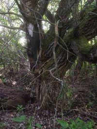 Trees in forest