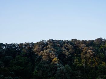 Low angle view of trees against clear sky