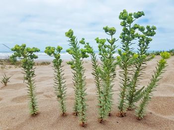 Plants growing on land against sky