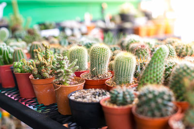 Close-up of succulent plants in greenhouse