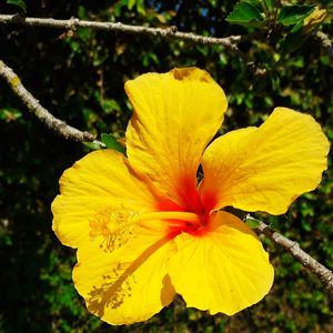 Close-up of yellow hibiscus blooming outdoors