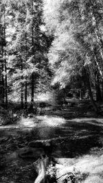 Trees growing in forest