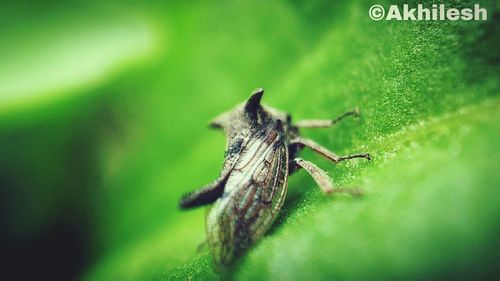 Close-up of insect on leaf