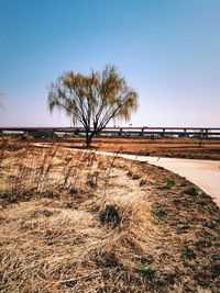 Bare trees against clear blue sky