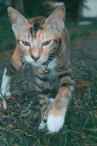 Portrait of a cat on field