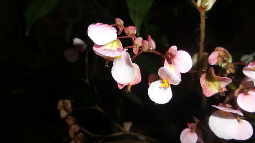 Close-up of pink flowers