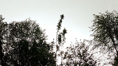 Low angle view of trees against clear sky