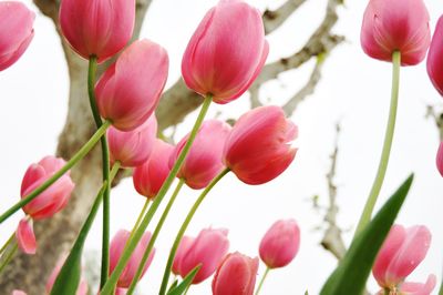 Close-up of pink tulips blooming in park