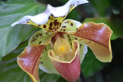 Close-up of flower