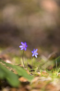 Close-up of purple crocus flowers