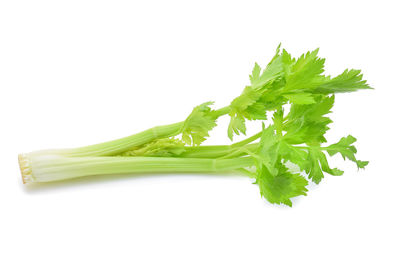 Close-up of green leaf against white background