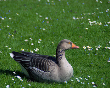 Greylag goose relaxing on grassy field