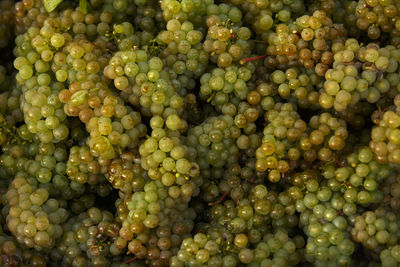 Full frame shot of grapes