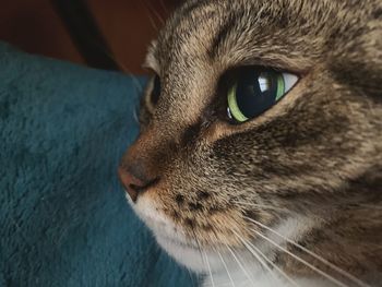 Close-up of cat looking away