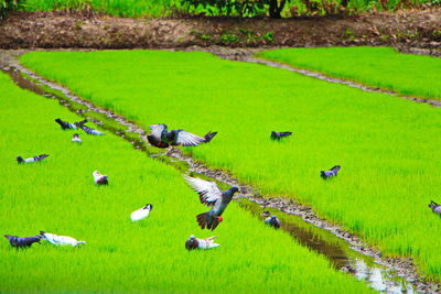 High angle view of agricultural field