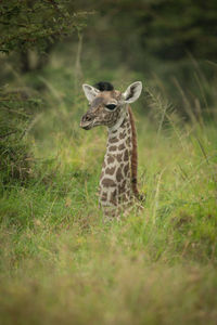 Baby masai giraffe lies in tall grass